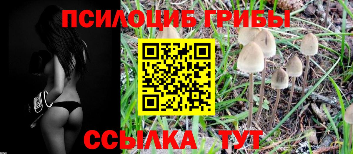 Псилоцибиновые грибы Psilocybine cubensis Усинск
